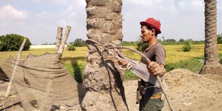 "حيانى يا بلح حيانى".. انطلاق موسم حصاد البلح بالقليوبية - مصر بوست