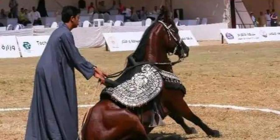 الشرقية تتزين لانطلاق مهرجان الخيول العربية الأصيلة - مصر بوست