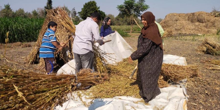 حقول القليوبية تتزين بحصاد محصول السمسم - مصر بوست