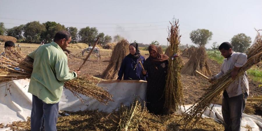 حقول القليوبية تتزين بحصاد محصول السمسم - مصر بوست