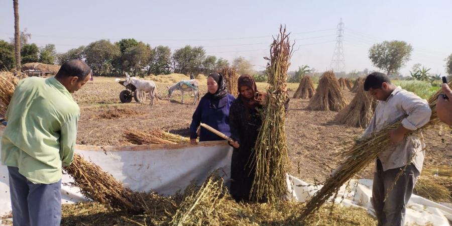 حقول القليوبية تتزين بحصاد محصول السمسم - مصر بوست