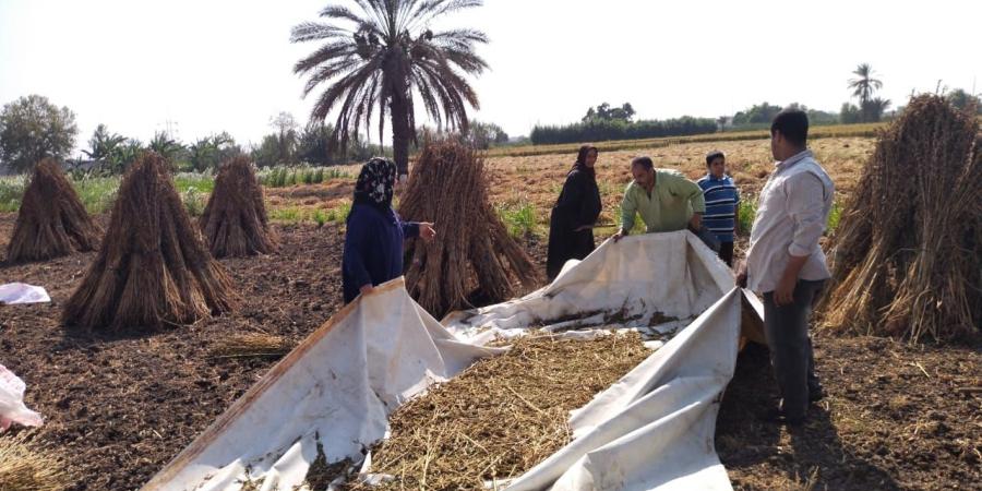 حقول القليوبية تتزين بحصاد محصول السمسم - مصر بوست