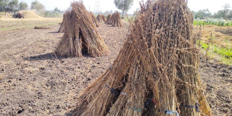 حقول القليوبية تتزين بحصاد محصول السمسم - مصر بوست