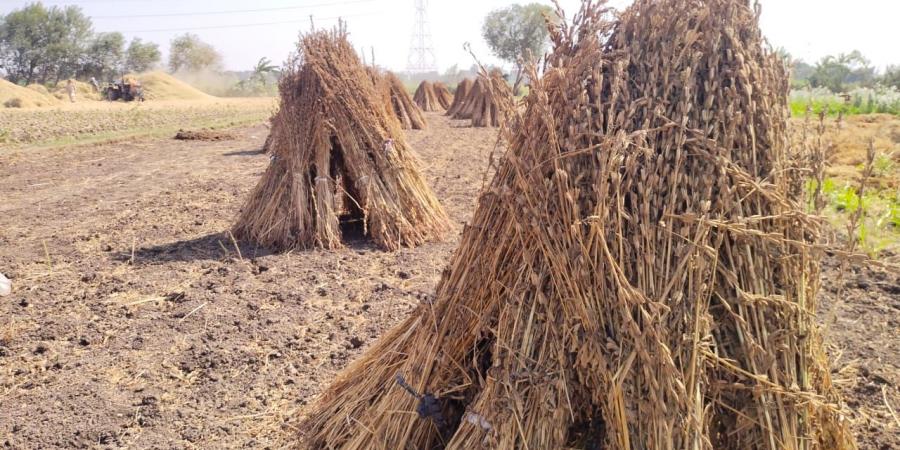 حقول القليوبية تتزين بحصاد محصول السمسم - مصر بوست