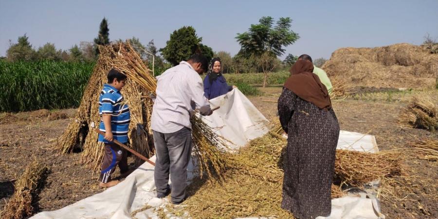 حقول القليوبية تتزين بحصاد محصول السمسم - مصر بوست