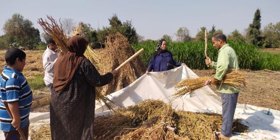 حقول القليوبية تتزين بحصاد محصول السمسم - مصر بوست