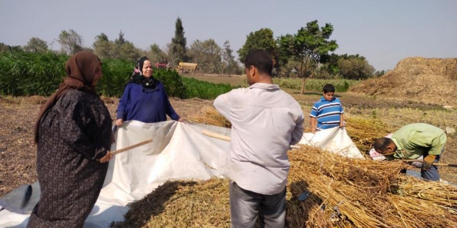 حقول القليوبية تتزين بحصاد محصول السمسم - مصر بوست