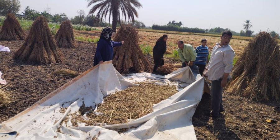 حقول القليوبية تتزين بحصاد محصول السمسم - مصر بوست