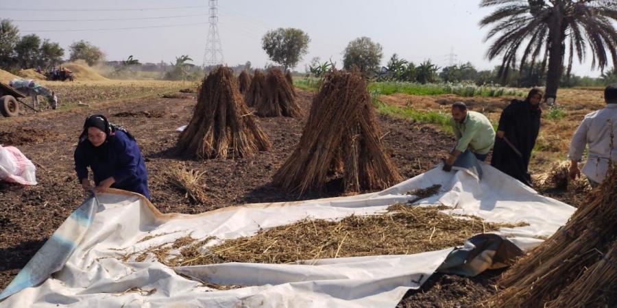 حقول القليوبية تتزين بحصاد محصول السمسم - مصر بوست