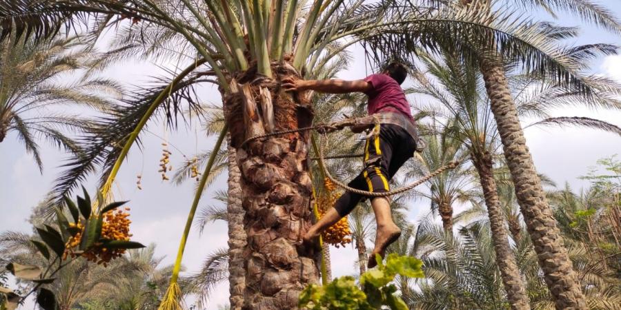 "حيانى يا بلح حيانى".. انطلاق موسم حصاد البلح بالقليوبية - مصر بوست