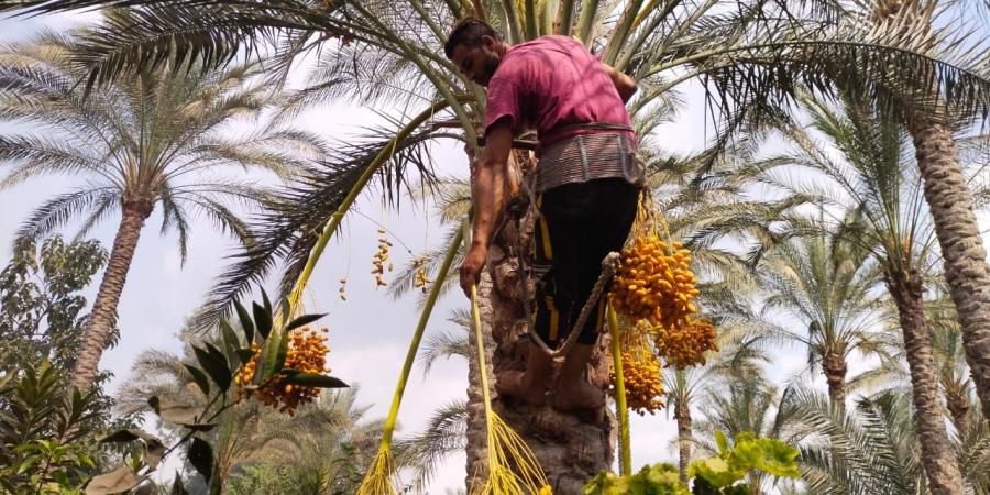 "حيانى يا بلح حيانى".. انطلاق موسم حصاد البلح بالقليوبية - مصر بوست