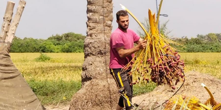 "حيانى يا بلح حيانى".. انطلاق موسم حصاد البلح بالقليوبية - مصر بوست