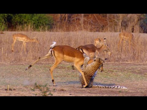 Impala Miraculously Escapes Jaws Of Leopard | 4KUHD | The Hunt | BBC Earth