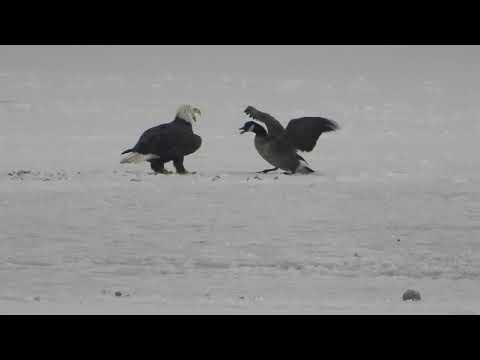 Bald Eagle v Canada/Cackling Goose