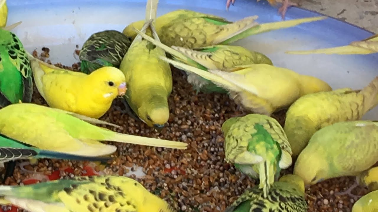 “هياكلوا من أكل البيت”.. كل ما تريد معرفته عن تغذية العصافير الأسترالي بأقل التكاليف