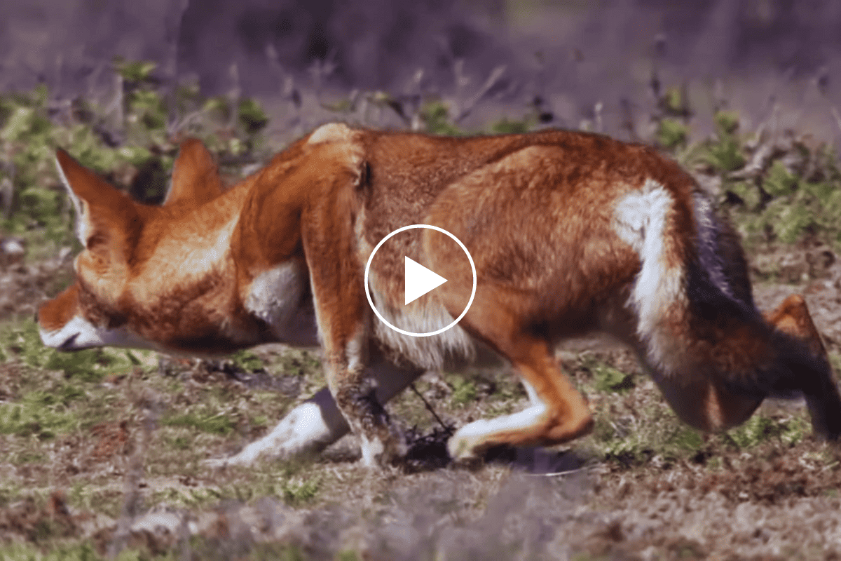 شاهد كيف يتسلل الذئب الإثيوبي بحذر نحو فريسته قبل الانقضاض المفاجئ