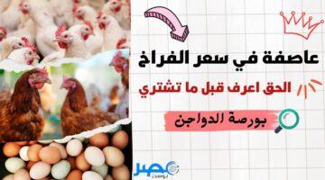 دربكة في سعر النهاردة.. سعر الفراخ والبيض اليوم في السوق المصري في الطالع اعرف قبل ما تشتري