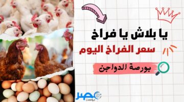 يا بلاش يافراخ.. تراجع كبير في سعر الفراخ اليوم الأحد 24 مارس 2024 في الأسواق