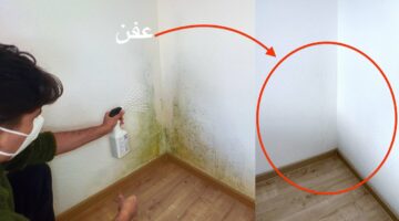 بمكون واحد عمره ما جه في دماغك.. طريقة تنظيف عفن جدران المنزل بأقل مجهود