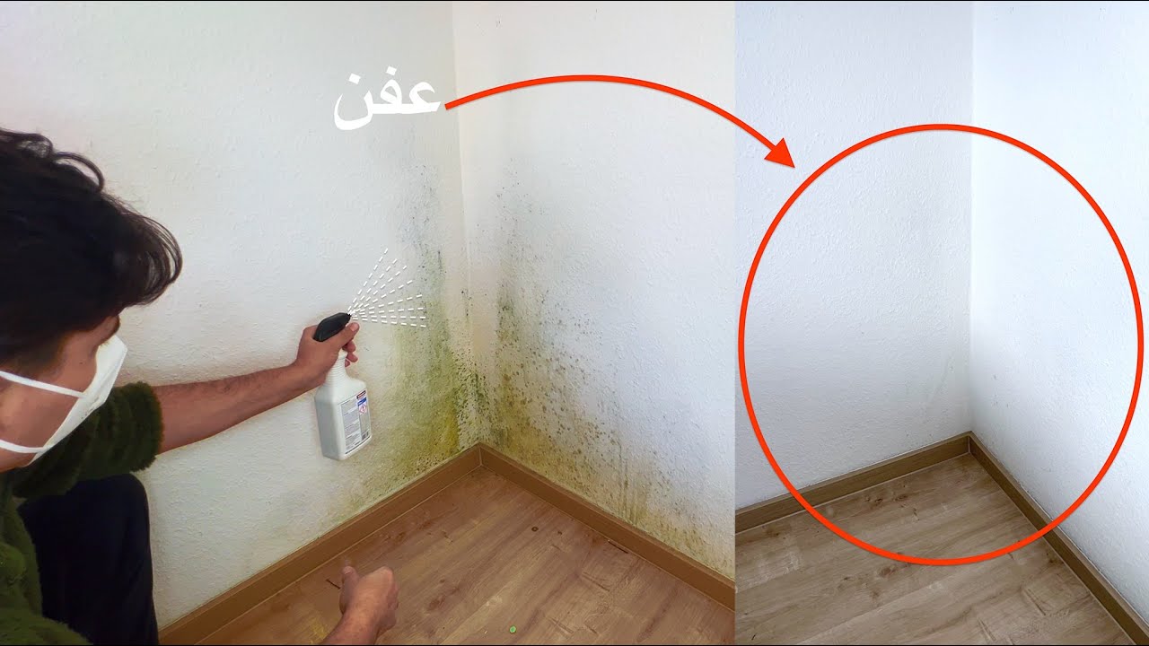 بمكون واحد عمره ما جه في دماغك.. طريقة تنظيف عفن جدران المنزل بأقل مجهود