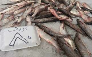 أول يوم بعد المقاطعة، أسعار الأسماك “تنكسر” في بورسعيد.. حملات مكثفة لمراقبة الأسواق ووضع تسعيرة إجبارية