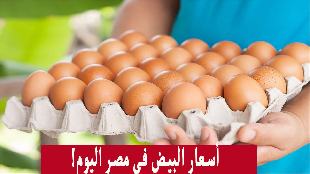 هبوط ملحوظ.. أسعار البيض في مصر يشهد انخفاض واضح في الأسواق