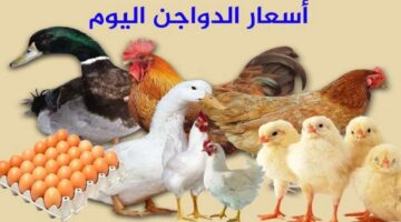 الكوكو هترخص.. شوف أسعار الفراخ والبيض اليوم الثلاثاء 16 أبريل في الأسواق بكام