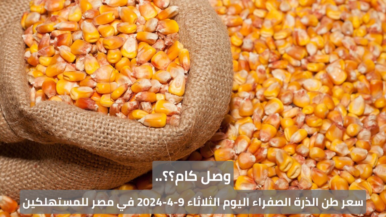 وصل كام؟؟.. سعر طن الذرة الصفراء اليوم الثلاثاء 9-4-2024 في مصر للمستهلكين