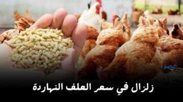 مش معقول وصل لدا.. شوف سعر العلف اليوم الجمعة 3 مايو 2024 في السوق بكام