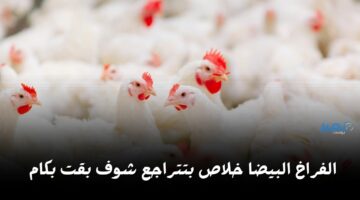 مستمرة في التراجع.. أسعار الفراخ البيضاء اليوم الجمعة 5 أبريل 2024 شوف وصلت كام