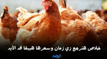 خلاص هترجع زي زمان.. ننشر سعر الفراخ والبيض اليوم الثلاثاء 2 أبريل 2024 في بورصة الدواجن