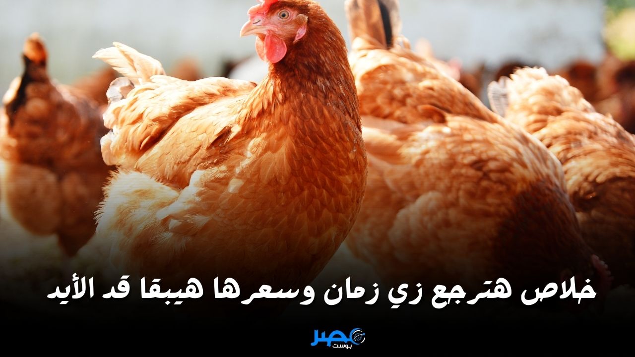 خلاص هترجع زي زمان.. ننشر سعر الفراخ والبيض اليوم الثلاثاء 2 أبريل 2024 في بورصة الدواجن