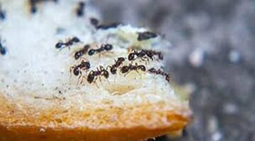 بسهولة وببساطة.. أفضل الطرق الطبيعية والفعالة للتخلص من النمل في الصيف