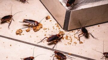 كيفية التخلص من الصراصير بشكل نهائي من المنزل ووصفة سحرية لعجينة الصراصير والنمل