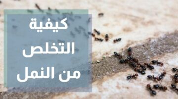 مش هتلمحيهم تاني في بيتك.. خلطة جبارة للتخلص من النمل بمكونات من مطبخك جربيها وادعيلي