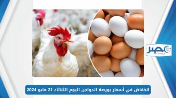 الفراخ البيضا سعرها نزل.. انخفاض في أسعار بورصة الدواجن اليوم الثلاثاء 21 مايو 2024