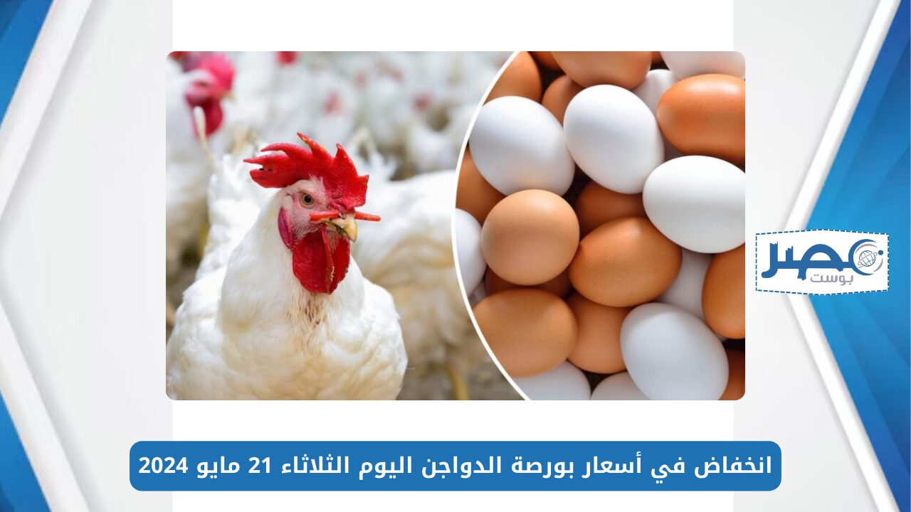 الفراخ البيضا سعرها نزل.. انخفاض في أسعار بورصة الدواجن اليوم الثلاثاء 21 مايو 2024