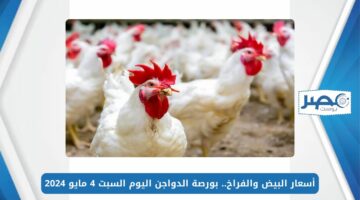 أسعار البيض والفراخ.. بورصة الدواجن اليوم السبت 4 مايو 2024  شوف سعر الدجاج وصل لكام