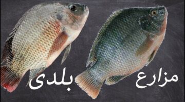 ضروري تعرف الاختلاف بينهم.. ما هو الفرق بين السمك البلطي البلدي والمزارع!!