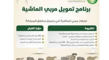 “بالخطوات والشروط”.. كيفية التسجيل في برنامج دعم الماشية وشروط الحصول عليه في السعودية 2024