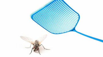 ودعي الحشرات تمامًا.. طرق القضاء على الذباب في المنزل بمكونات بسيطة وخلي بيتك نضيف