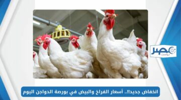 انخفاض جديد!!.. أسعار الفراخ والبيض في بورصة الدواجن اليوم الأحد 5 مايو 2024