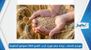 موسم الحصاد.. زيادة سعر توريد أردب القمح 2024 لصوامع الحكومة