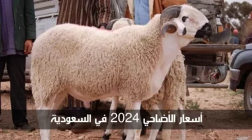 كل عام وانتم بخير.. تعرف على حقيقة إنخفاض أسعار الأضاحي 2024 في المملكة العربية السعودية بكل أنواعها.. إليكم التفاصيل