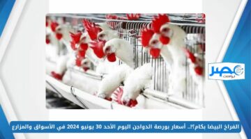 الفراخ البيضا بكام؟!.. أسعار بورصة الدواجن اليوم الأحد 30 يونيو 2024 في الأسواق والمزارع