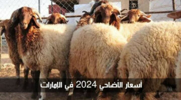 خطوات حجز موعد لذبح الأضاحي في الإمارات 2024.. وهذه قائمة الأسعار 