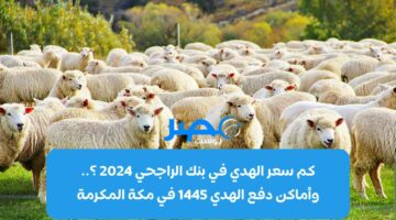 كم سعر الهدي في بنك الراجحي 2024 ؟.. وأماكن دفع الهدي 1445 في مكة المكرمة