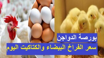 بكام البيض والفراخ.. أسعار الفراخ البيضاء اليوم الإثنين 8 يوليو 2024 في مصر وزيادة أسعار البيض