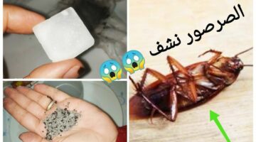 مش هتشوفيهم مرة تانية طرق فعالة للتخلص من النمل والصراصير نهائيا بمكونات آمنة