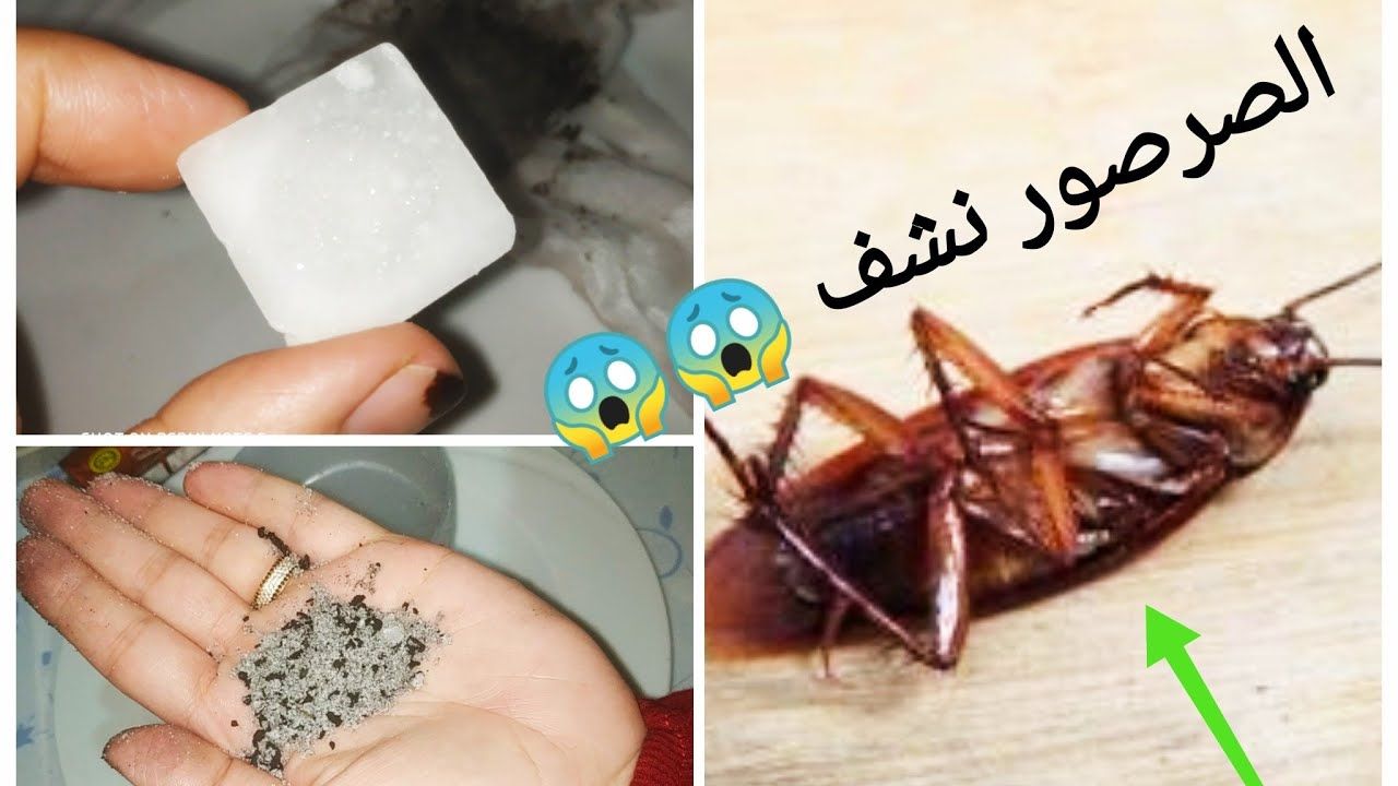 مش هتشوفيهم مرة تانية طرق فعالة للتخلص من النمل والصراصير نهائيا بمكونات آمنة